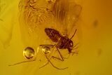 Three Fossil Flies (Diptera) In Baltic Amber #150747-3